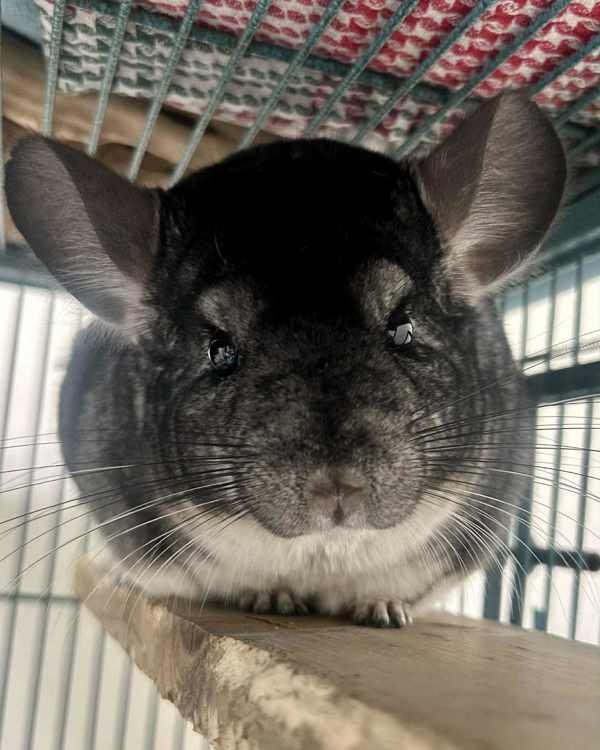 Enlarge Dumpling, a Adoptable mixed breed in Novato, CA image 6/6