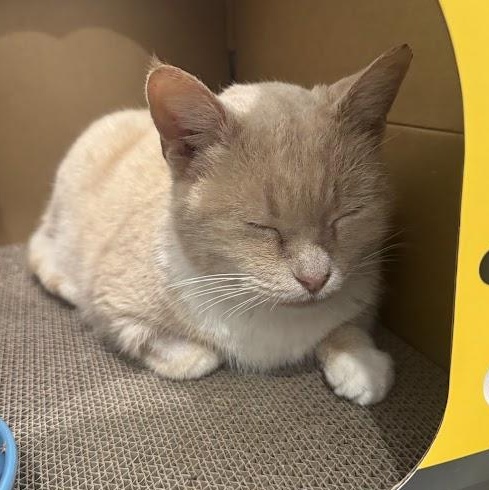 Enlarge Speckles, a Adoptable American Shorthair in brooklyn, NY image 6/6