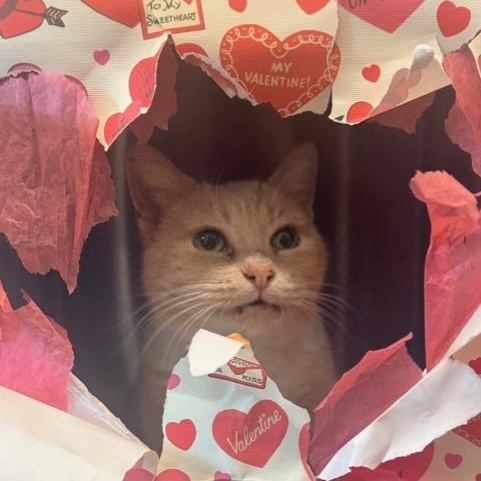 Speckles, Adoptable, Senior Female American Shorthair.