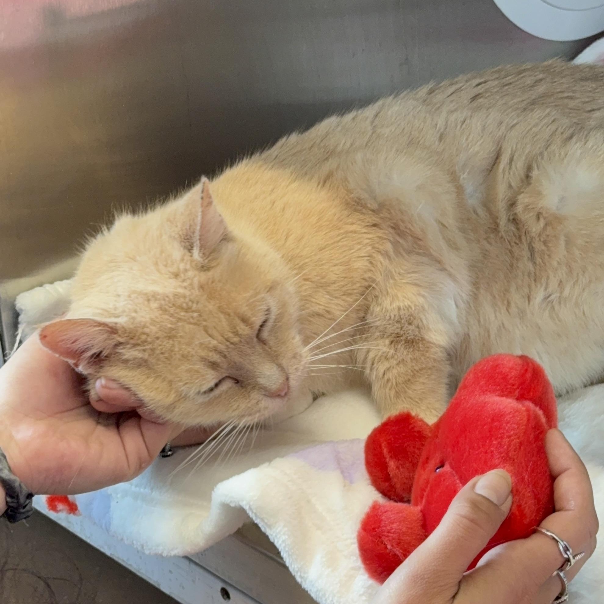 Enlarge Speckles, a Adoptable American Shorthair in brooklyn, NY image 2/6