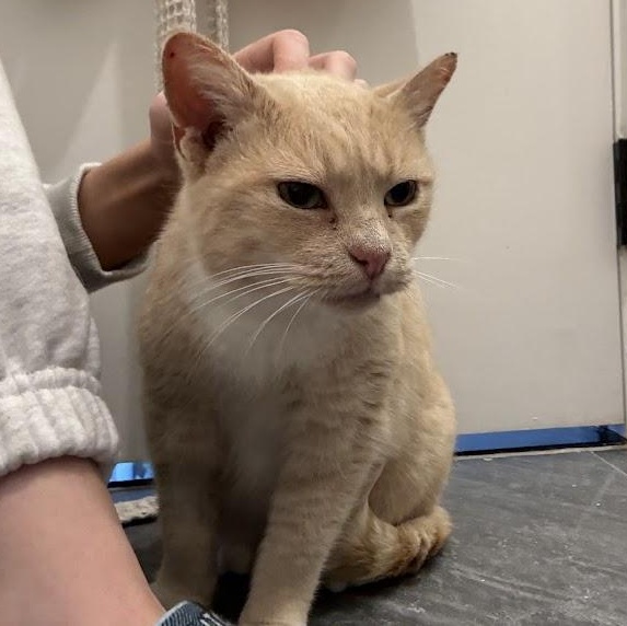 Enlarge Speckles, a Adoptable American Shorthair in brooklyn, NY image 4/6