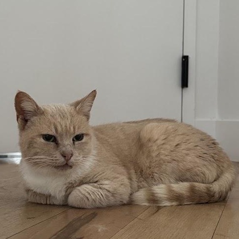 Enlarge Speckles, a Adoptable American Shorthair in brooklyn, NY image 5/6