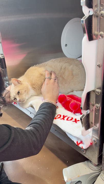 Enlarge Speckles, a Adoptable American Shorthair in brooklyn, NY video 3/6