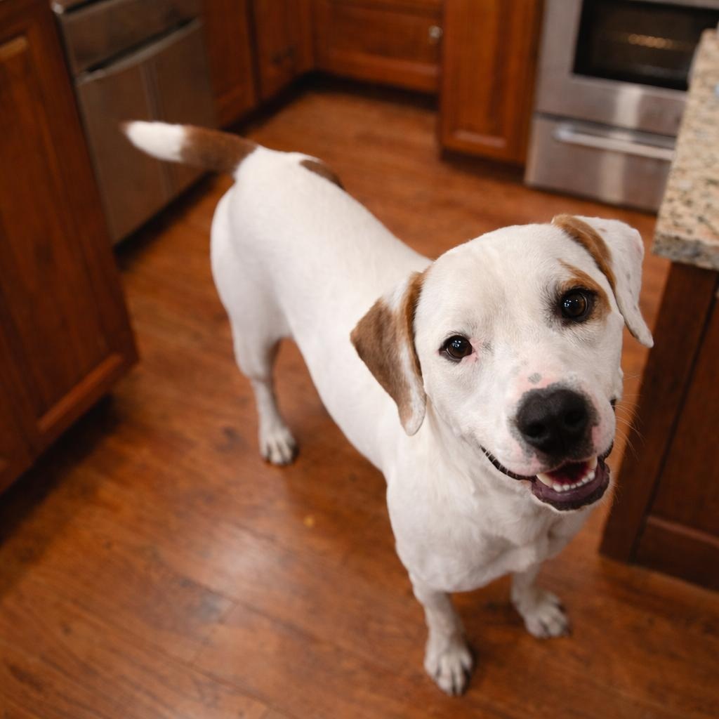 Enlarge Granger, a Adoptable mixed breed in Heber Springs, AR image 2/6