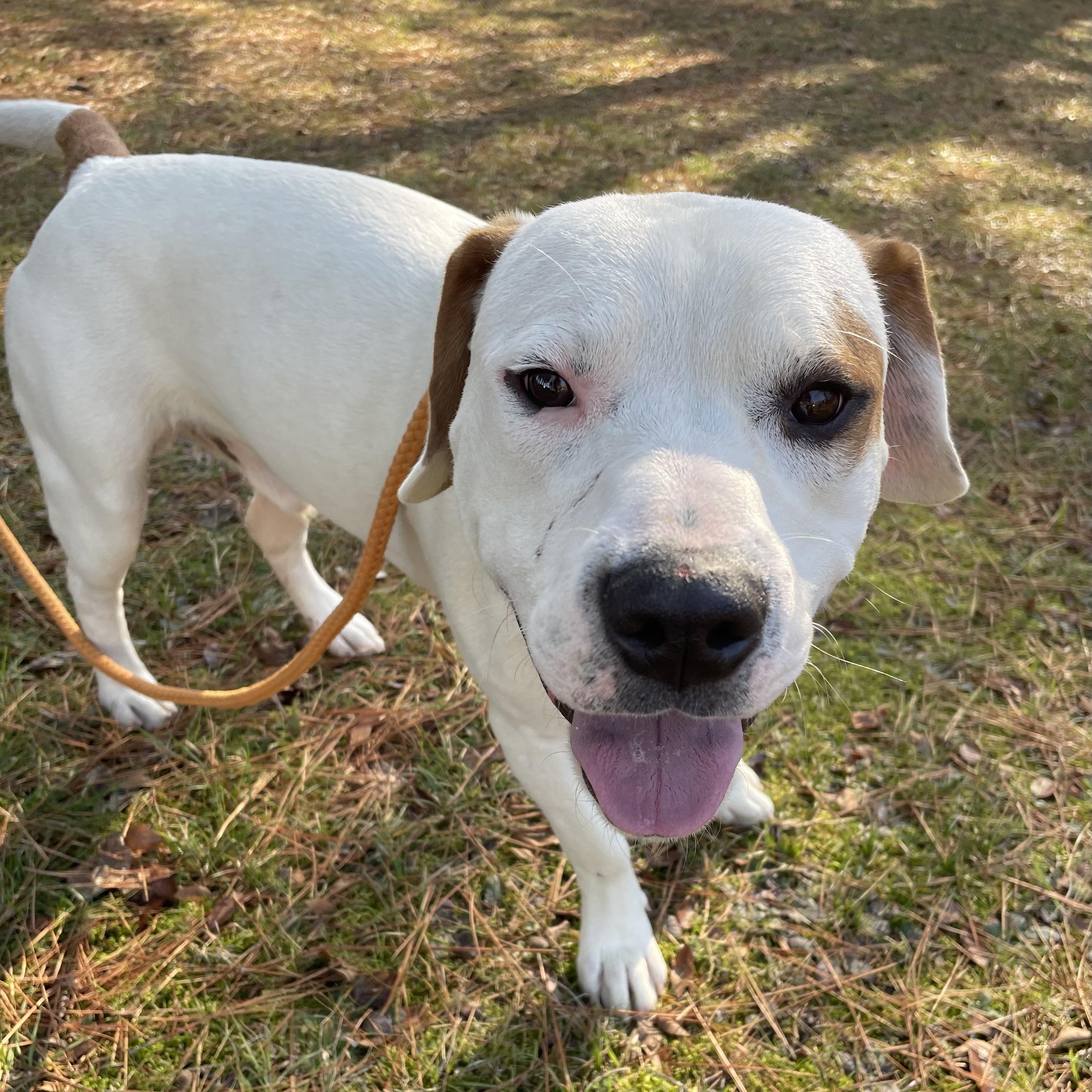 Granger, a Adoptable mixed breed in Heber Springs, AR image 3/5