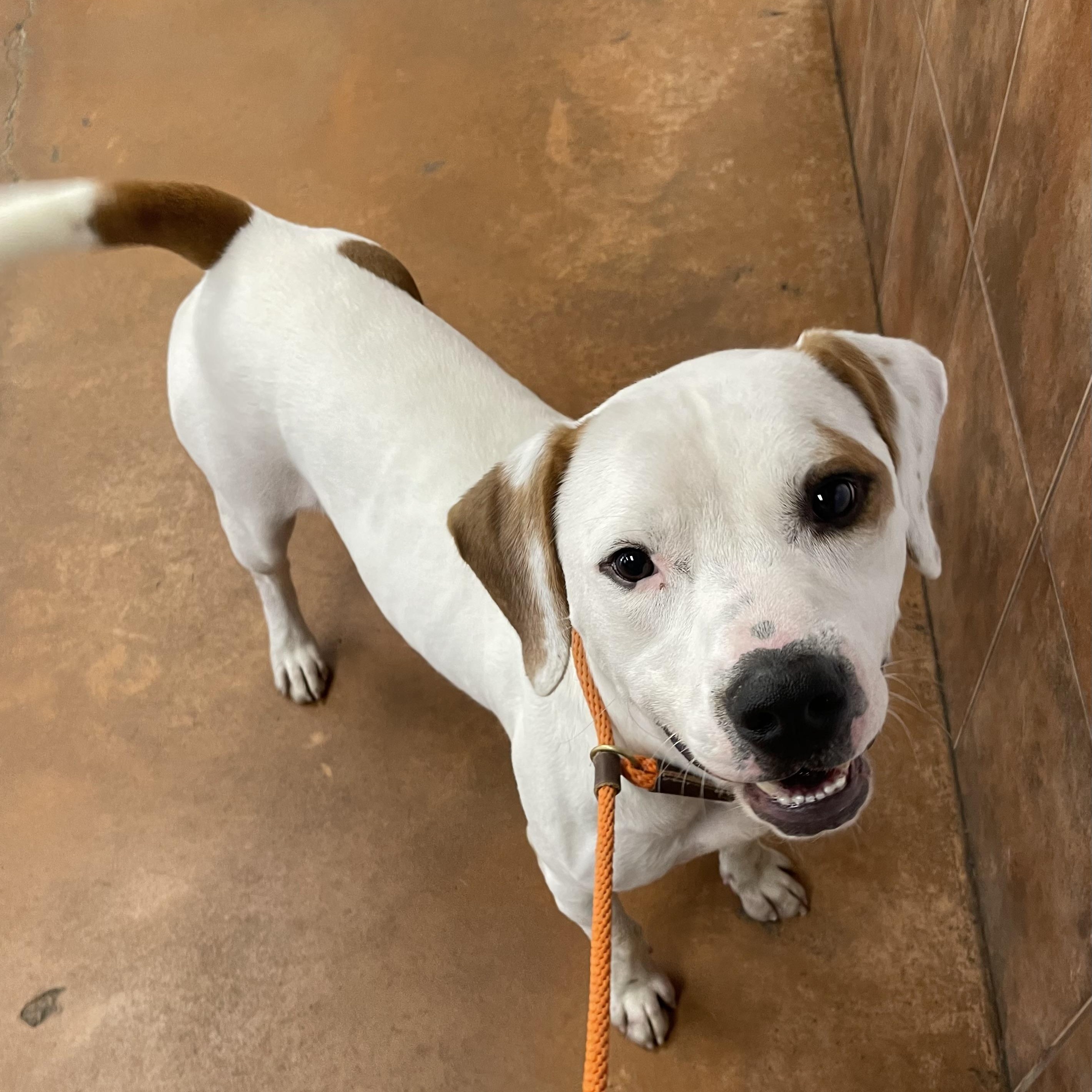 Granger, Adoptable, Young Male Pit Bull Terrier & Hound.