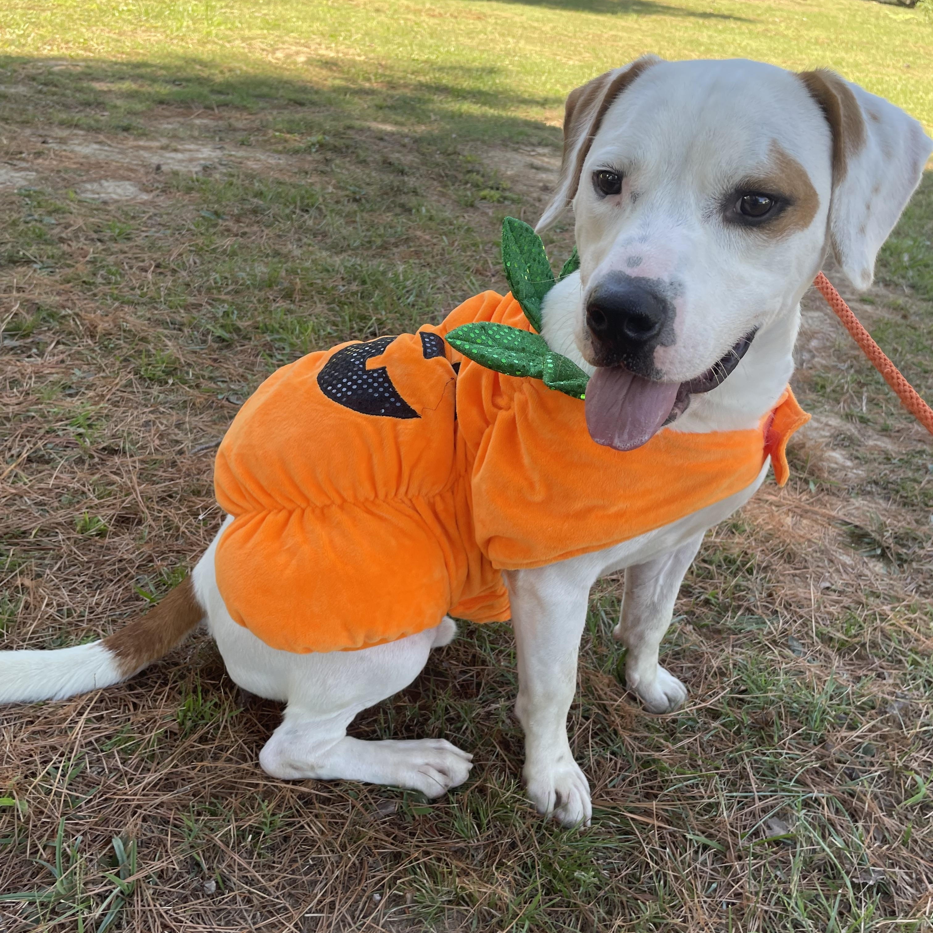 Granger, a Adoptable mixed breed in Heber Springs, AR image 5/5