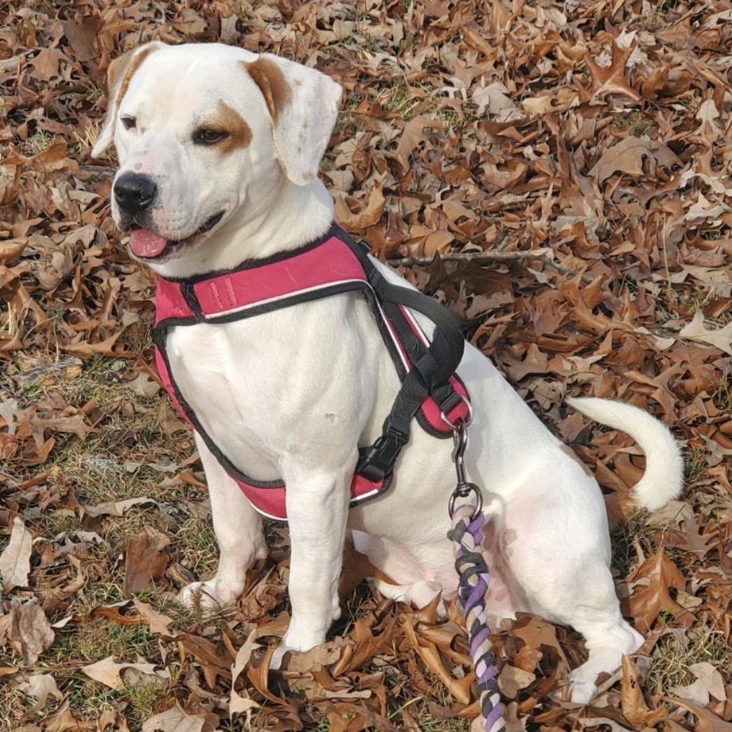 Enlarge Granger, a Adoptable mixed breed in Heber Springs, AR image 5/6