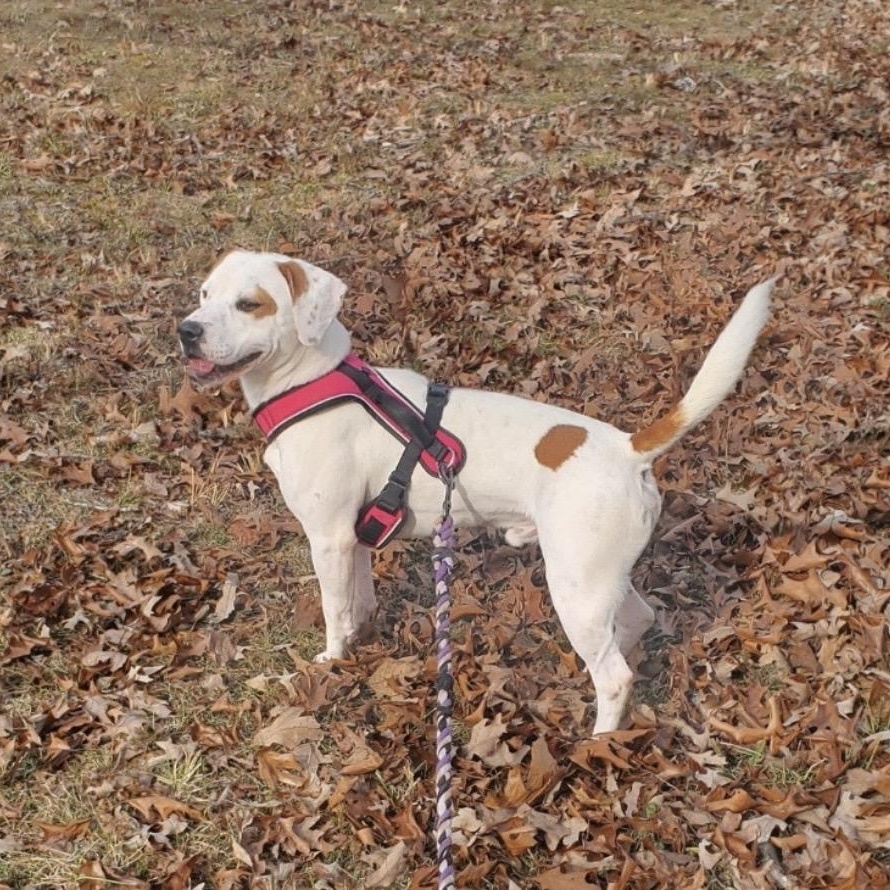 Enlarge Granger, a Adoptable mixed breed in Heber Springs, AR image 4/6