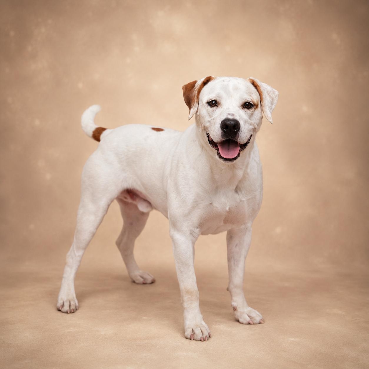Granger, adoptable, Young Male Pit Bull Terrier & Hound.