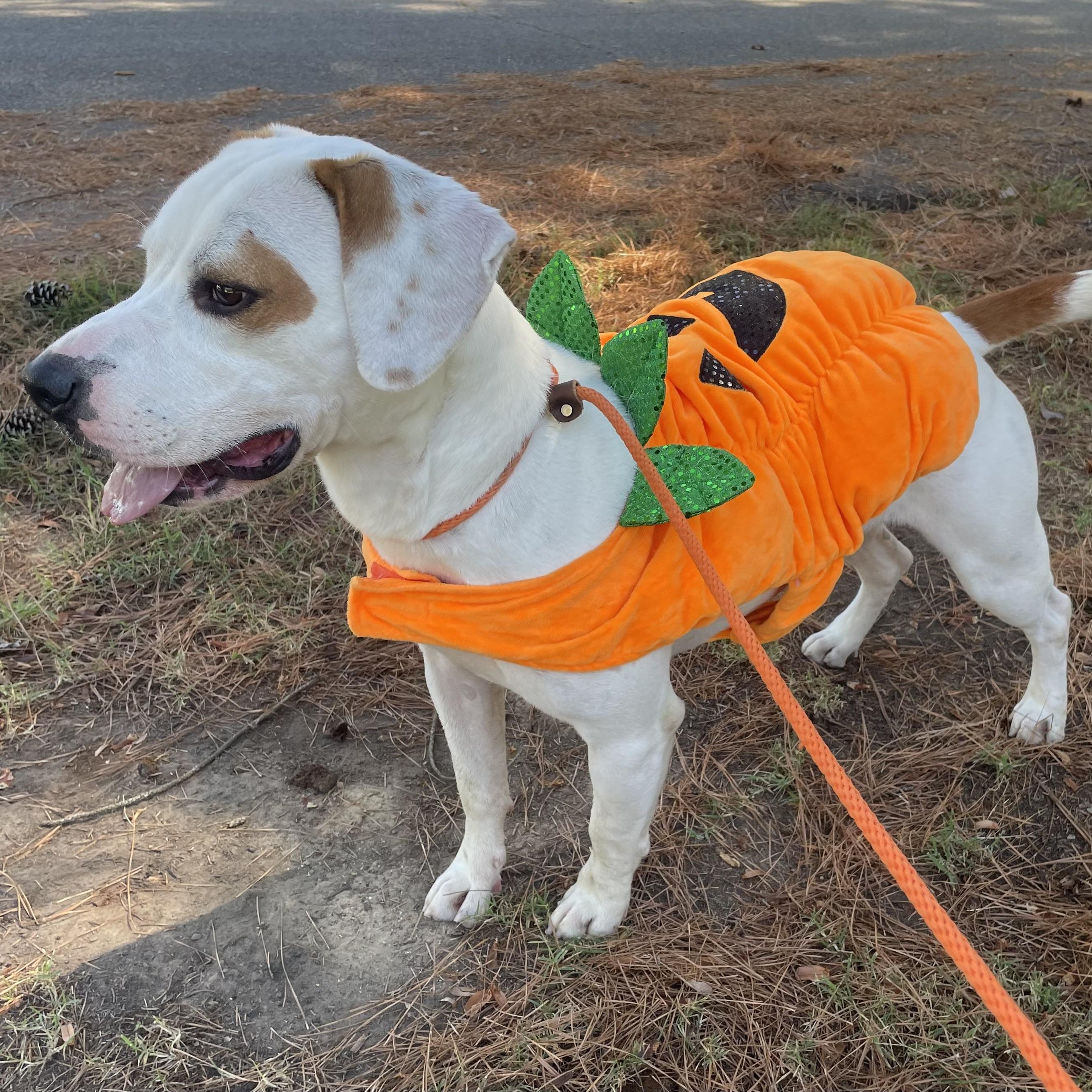 Granger, a Adoptable mixed breed in Heber Springs, AR image 4/5