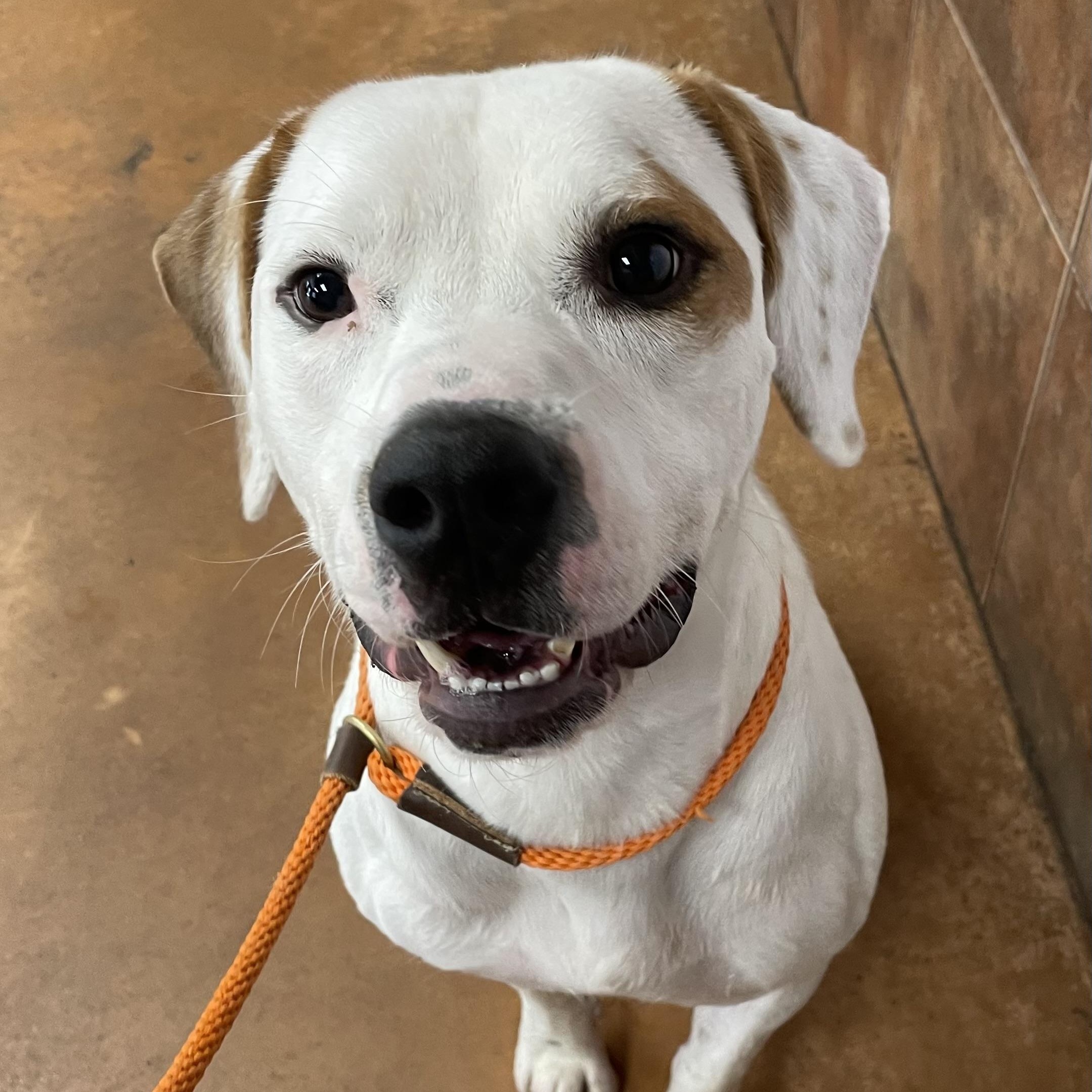 Granger, Adoptable, Young Male Pit Bull Terrier & Hound.