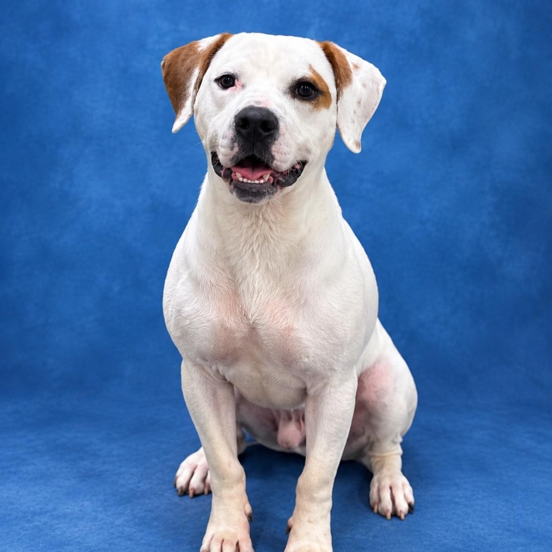 Granger, adoptable, Young Male Pit Bull Terrier & Hound.