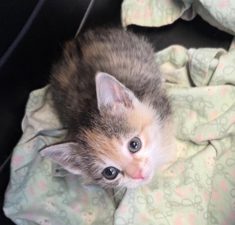 Bailey, adopted, Kitten Female Domestic Short Hair.