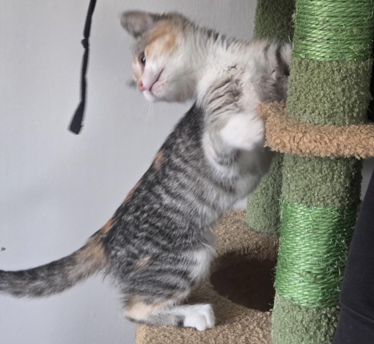 Enlarge Bailey, an adopted Domestic Short Hair in Maineville, OH image 2/4