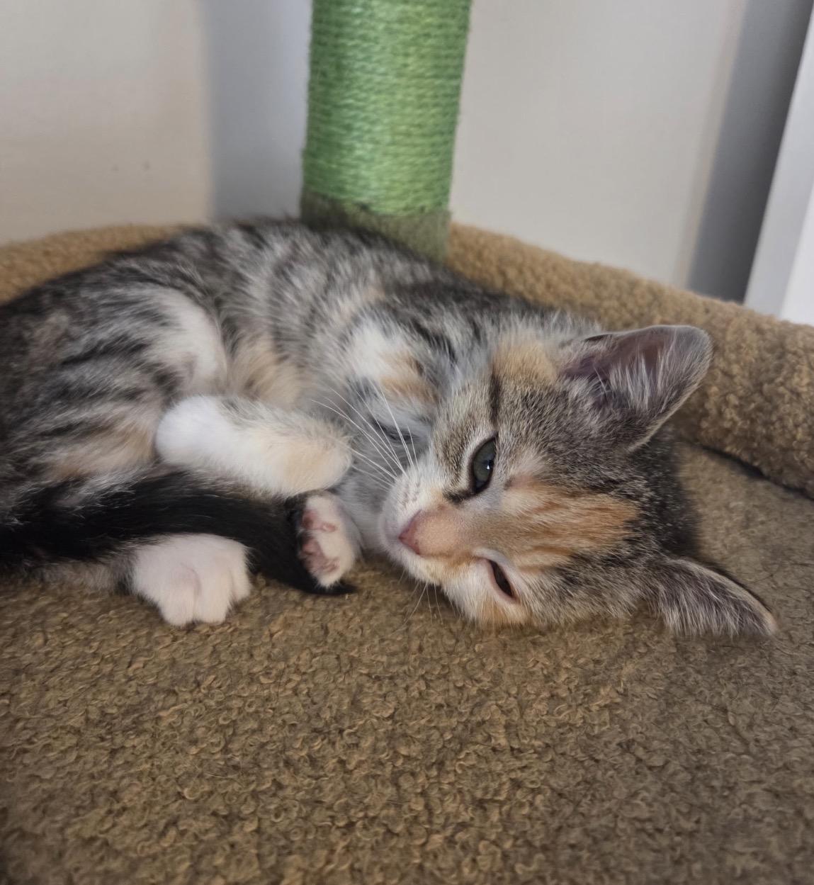 Enlarge Bailey, an adopted Domestic Short Hair in Maineville, OH image 3/4