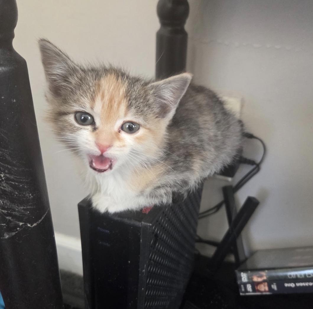 Enlarge Bailey, an adopted Domestic Short Hair in Maineville, OH image 4/4