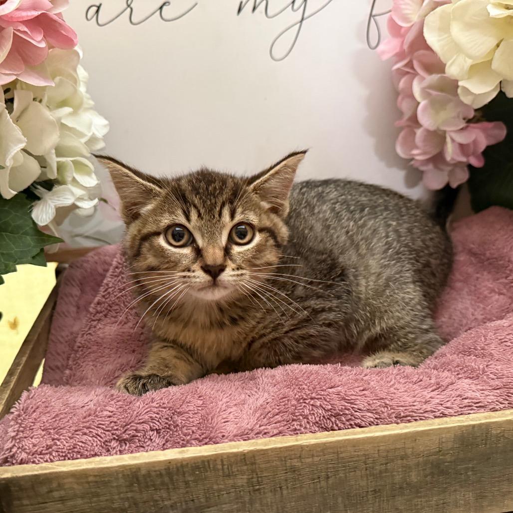 Enlarge Jet, a Adoptable Domestic Short Hair in Newberg, OR image 1/4