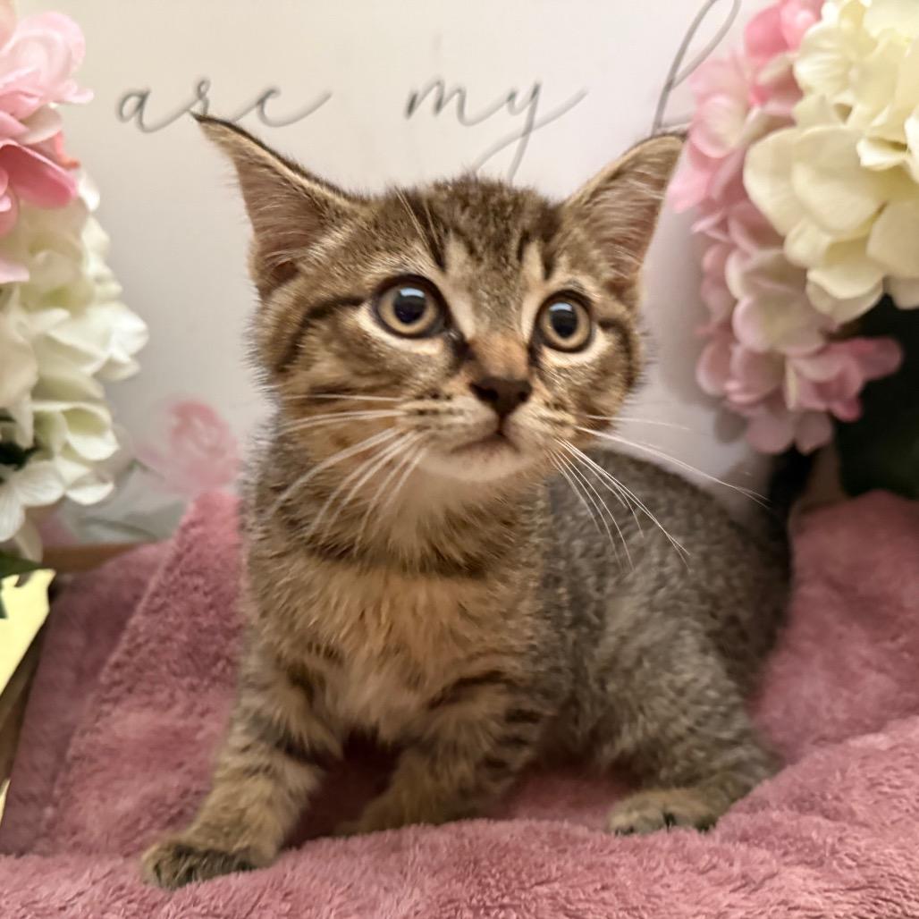 Enlarge Jet, a Adoptable Domestic Short Hair in Newberg, OR image 2/4