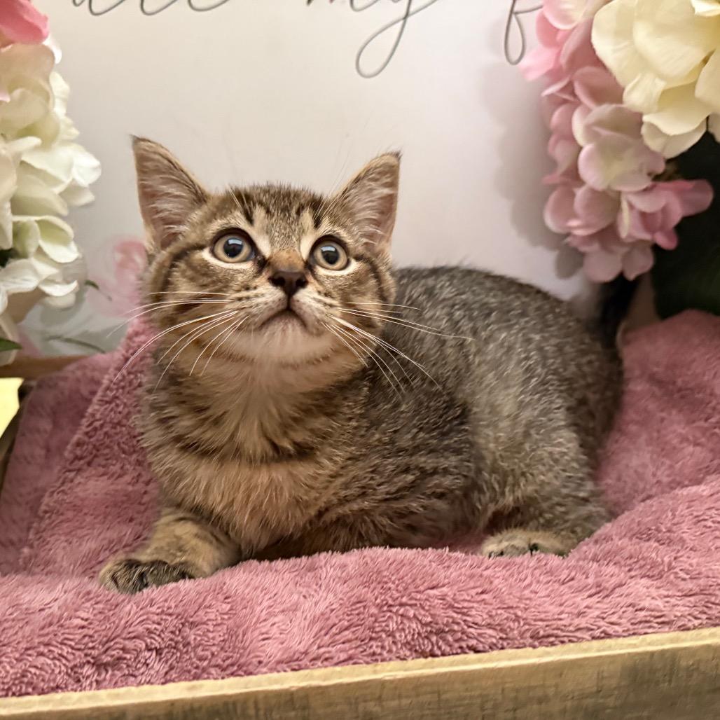 Enlarge Jet, a Adoptable Domestic Short Hair in Newberg, OR image 3/4