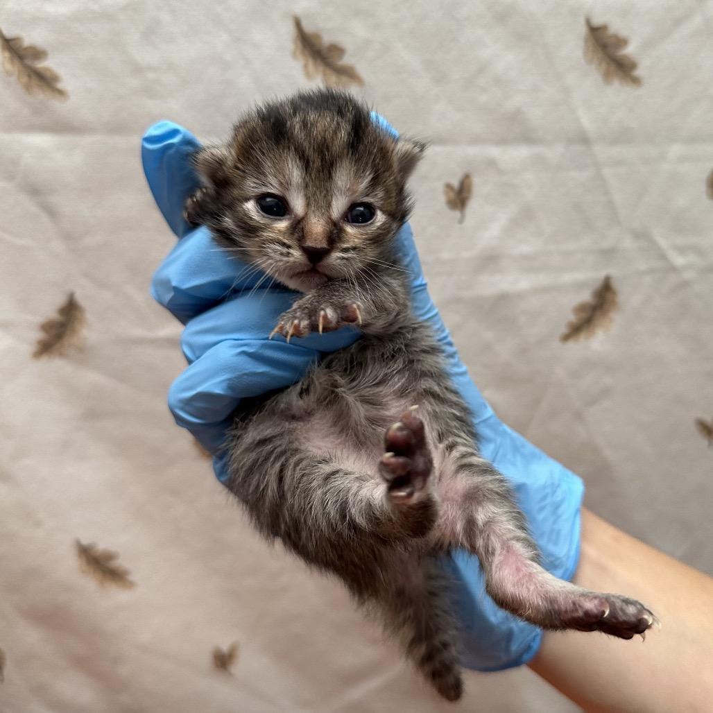 Enlarge Jet, a Adoptable Domestic Short Hair in Newberg, OR image 4/4