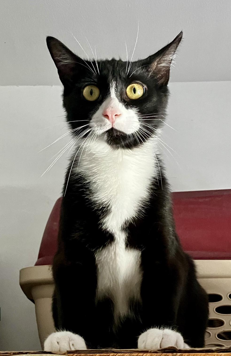 Socks ( Adorable & Playful), a ADOPTABLE Domestic Short Hair in Staten island, NY image 1/4