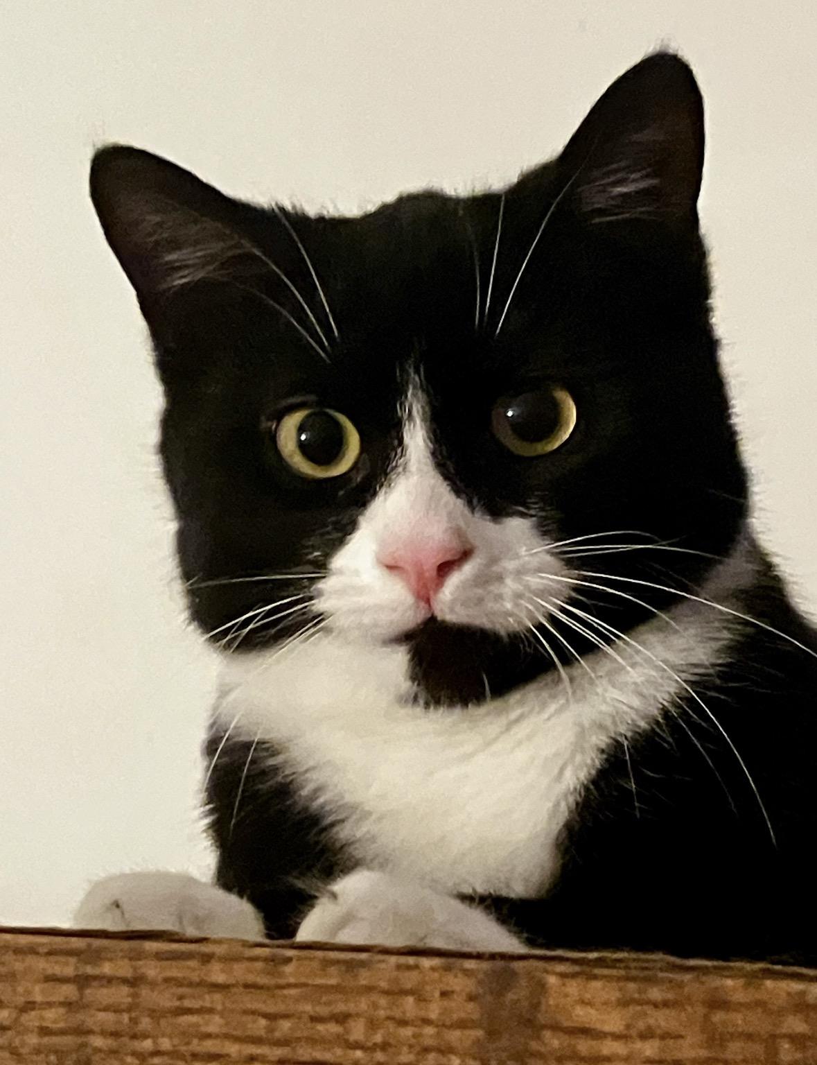 Socks ( Adorable & Playful), a ADOPTABLE Domestic Short Hair in Staten island, NY image 3/4