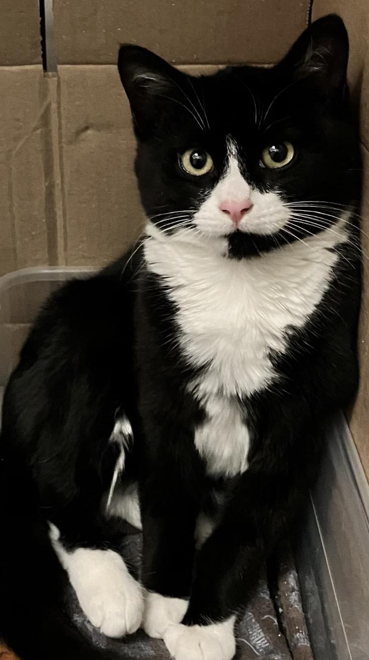 Socks ( Adorable & Playful), a ADOPTABLE Domestic Short Hair in Staten island, NY image 2/4