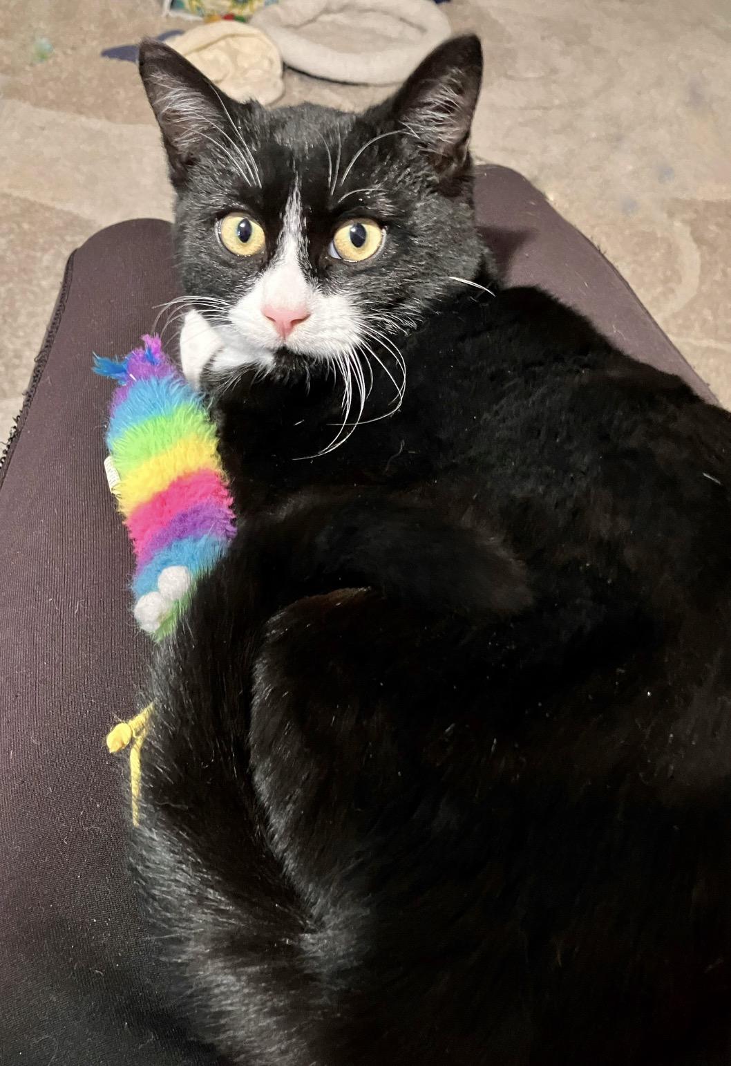 Socks ( Adorable & Playful), a ADOPTABLE Domestic Short Hair in Staten island, NY image 4/4