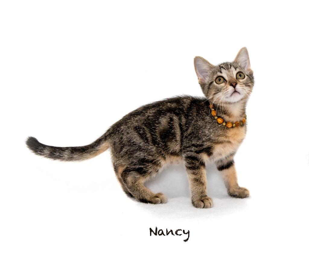 Nancy, Adoptable, Kitten Female Domestic Short Hair.