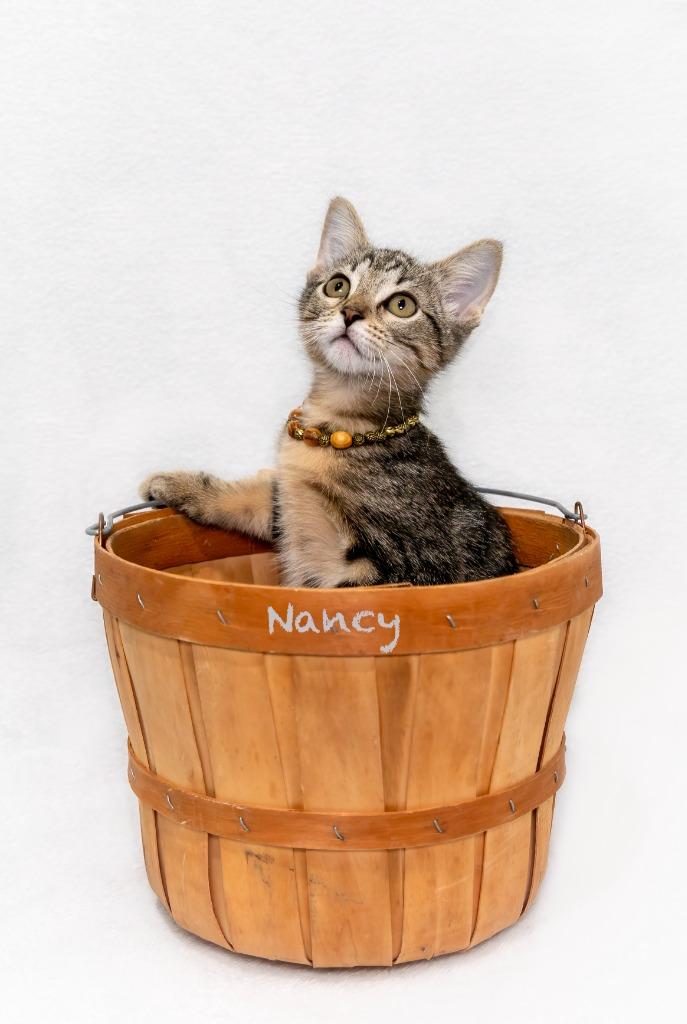 Enlarge Nancy, a Adoptable mixed breed in Hot Springs Village, AR image 2/2