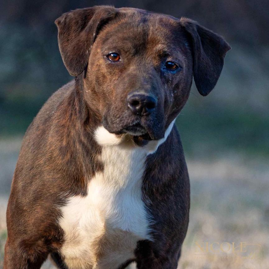 Boss Man, Adoptable, Adult Male Pit Bull Terrier.