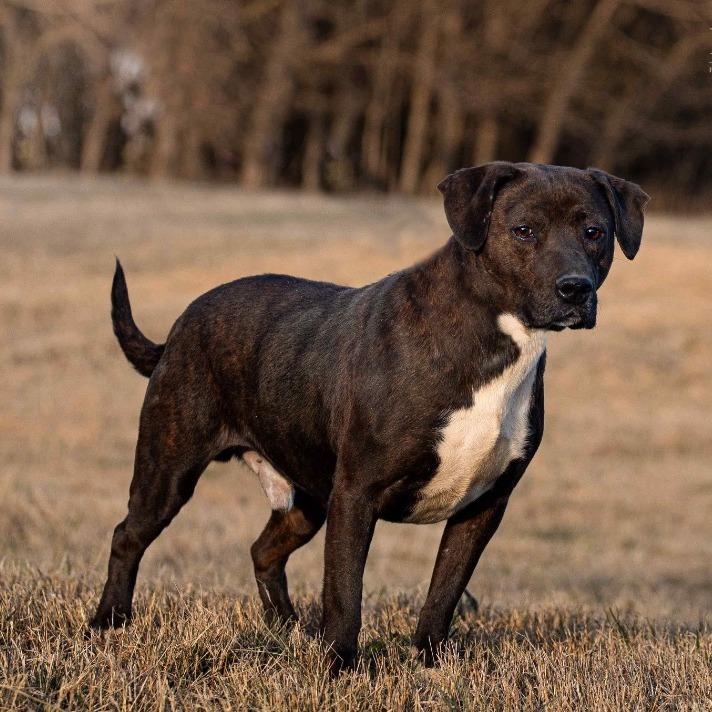 Boss Man, a Adoptable Pit Bull Terrier in Henderson, KY image 2/4