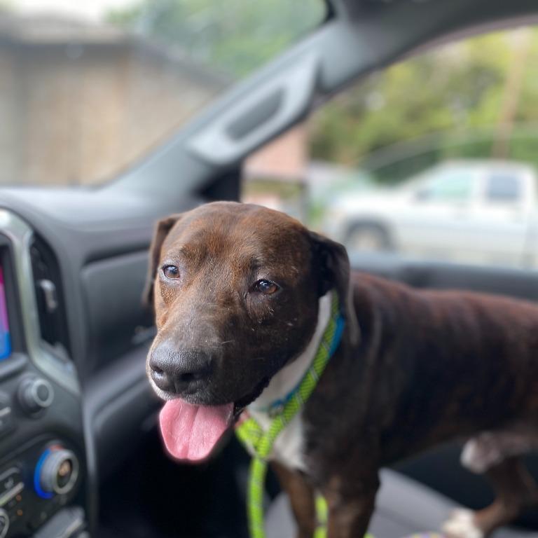 Boss Man, a Adoptable Pit Bull Terrier in Henderson, KY image 3/4