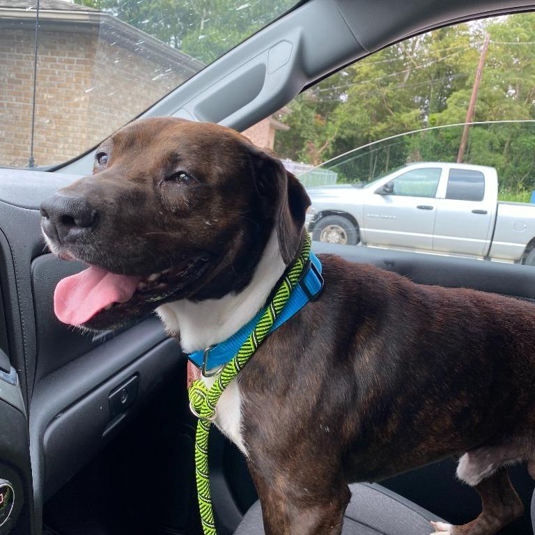 Boss Man, a Adoptable Pit Bull Terrier in Henderson, KY image 4/4