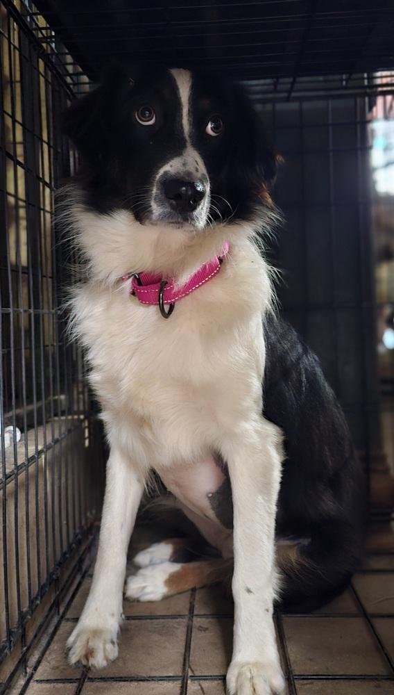 Enlarge Piper, a Adoptable Australian Shepherd in Nokomis, FL image 2/2