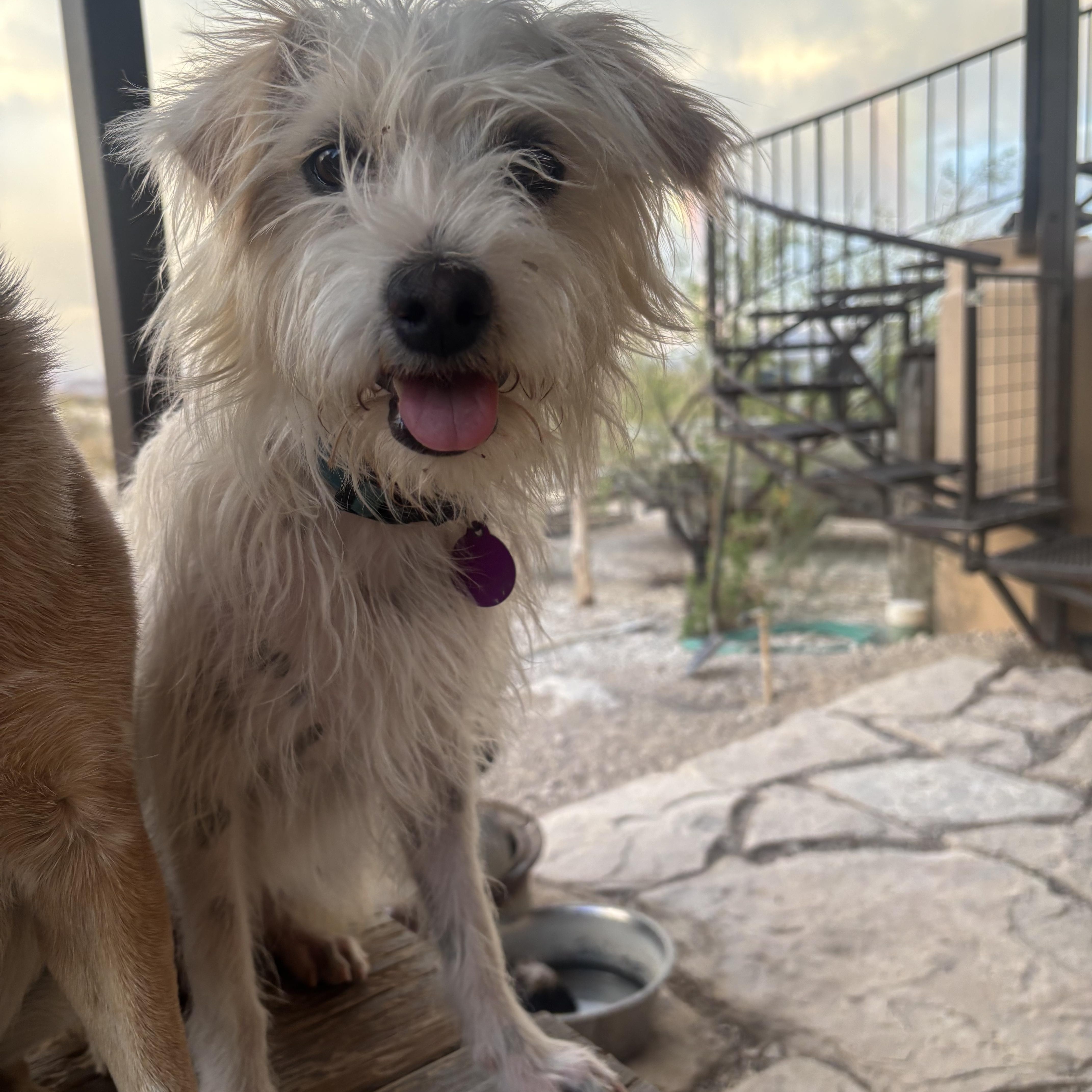Enlarge Mitt, a ADOPTABLE mixed breed in Marfa, TX image 5/6