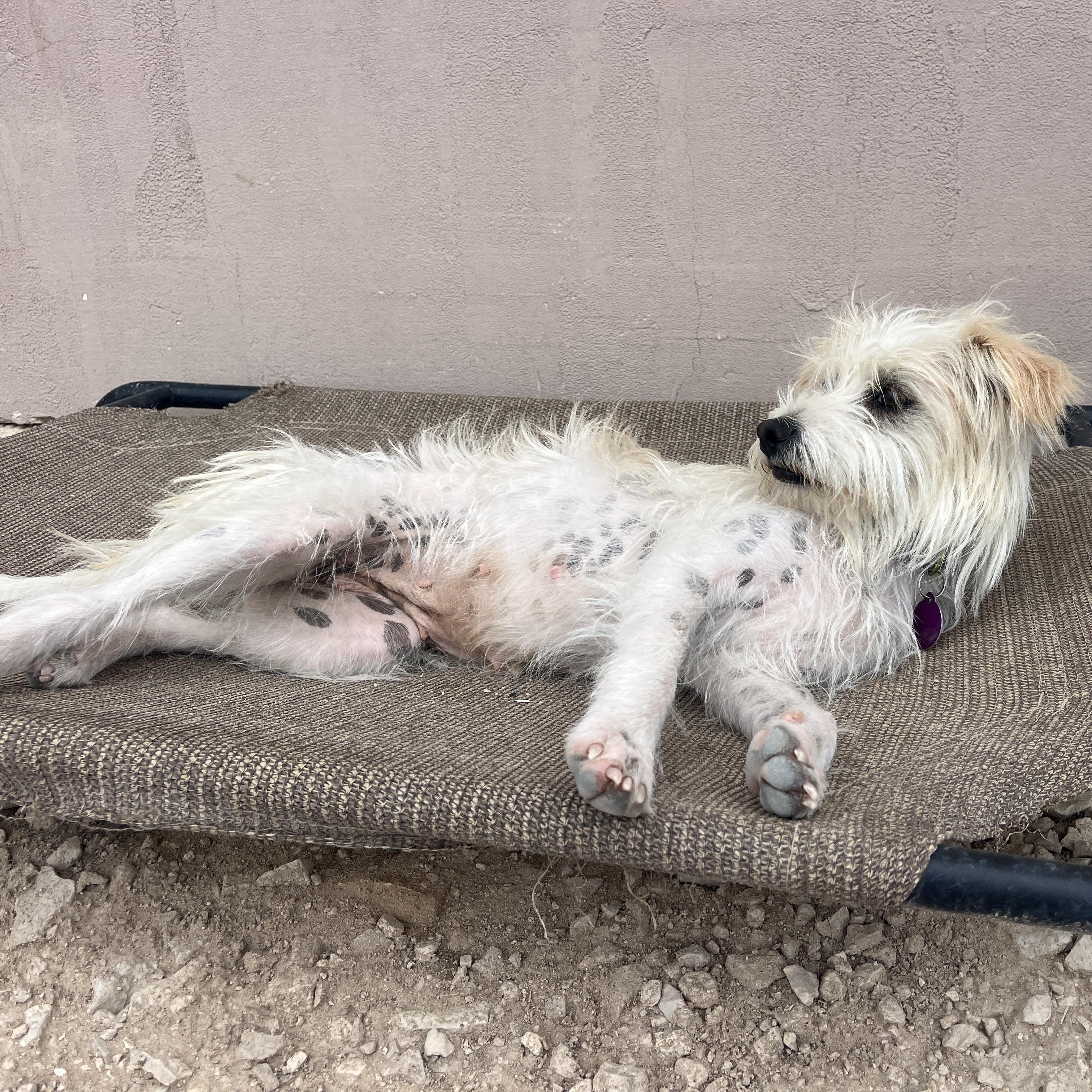 Enlarge Mitt, a ADOPTABLE mixed breed in Marfa, TX image 6/6