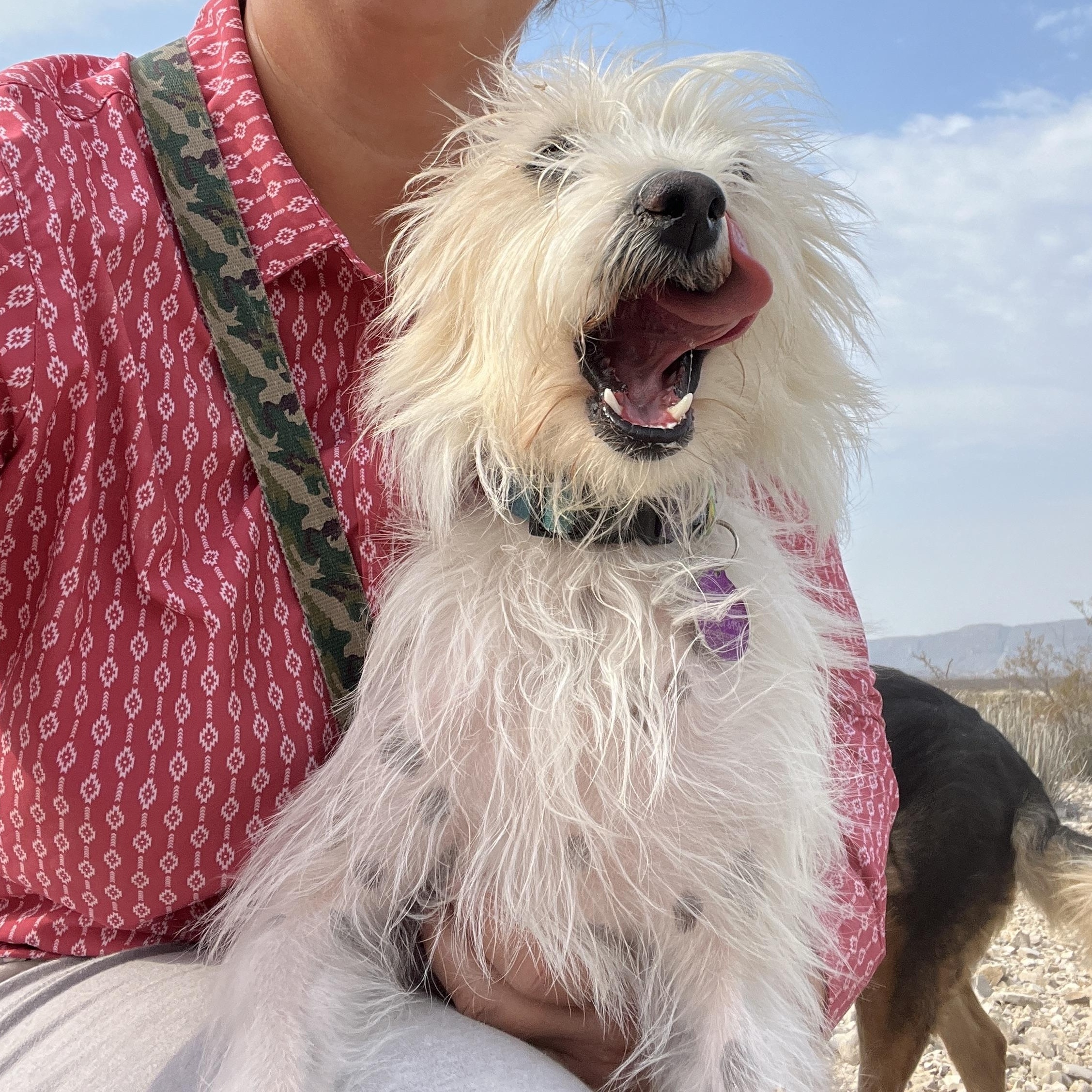Enlarge Mitt, a ADOPTABLE mixed breed in Marfa, TX image 4/6