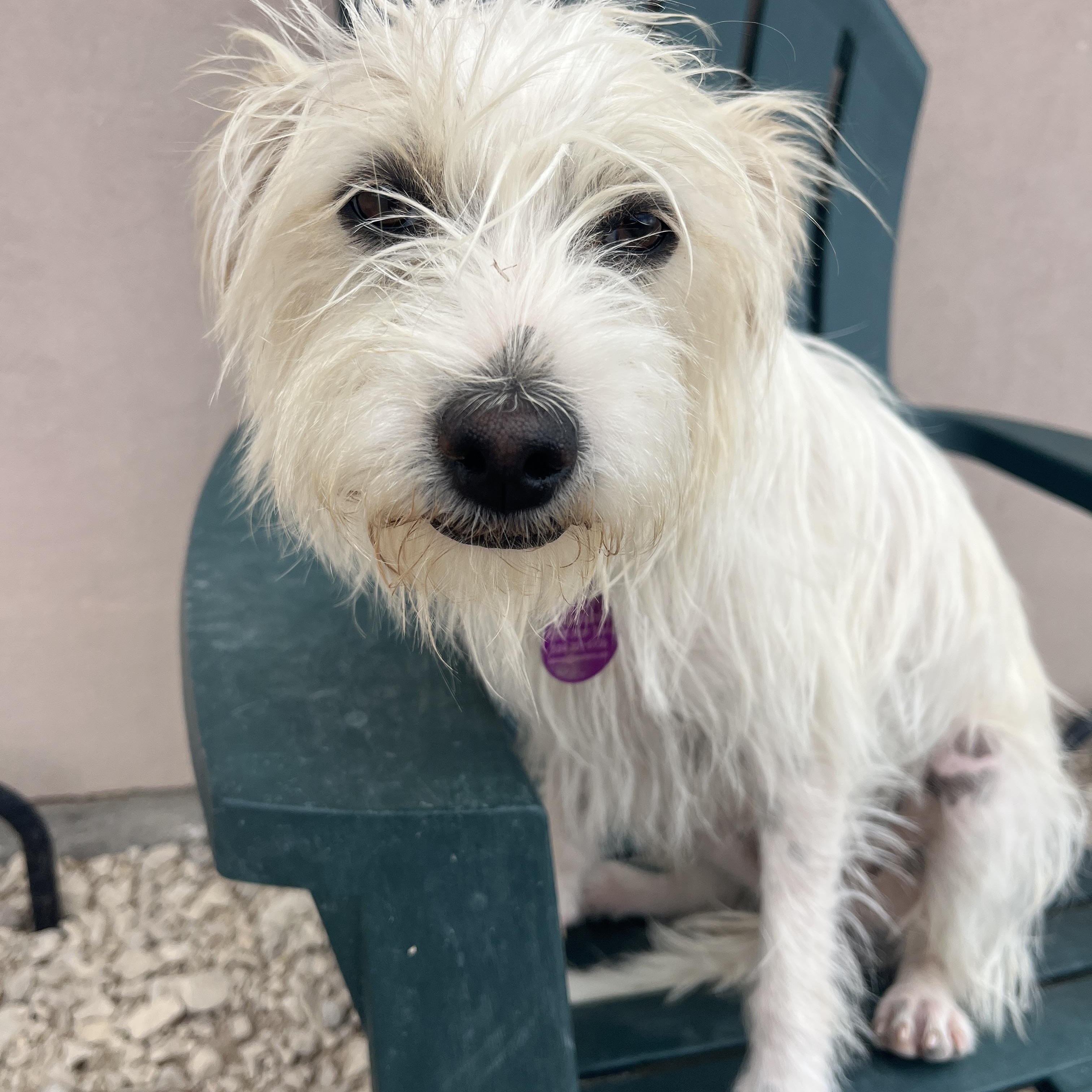 Enlarge Mitt, a ADOPTABLE mixed breed in Marfa, TX image 3/6