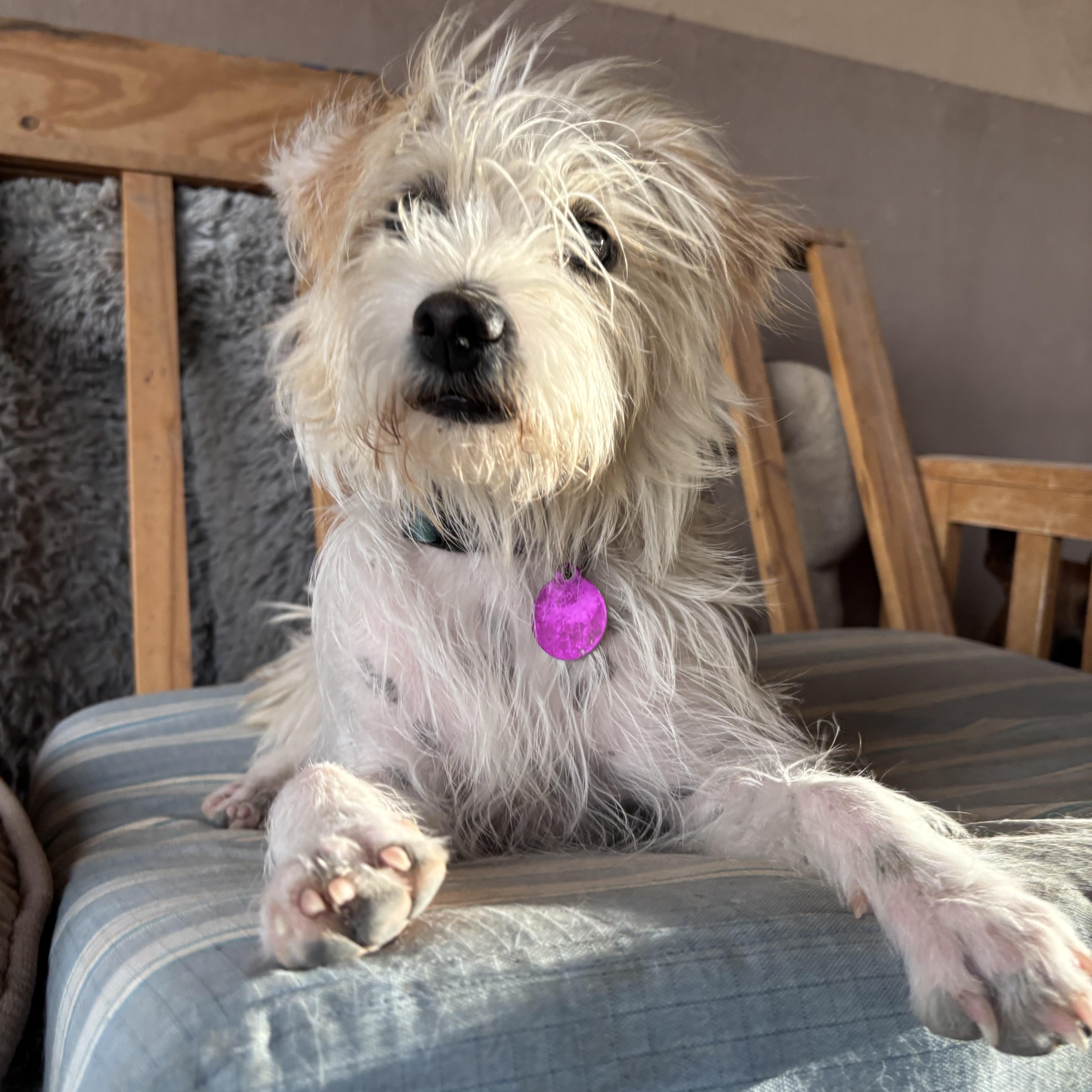 Enlarge Mitt, a ADOPTABLE mixed breed in Marfa, TX image 2/6