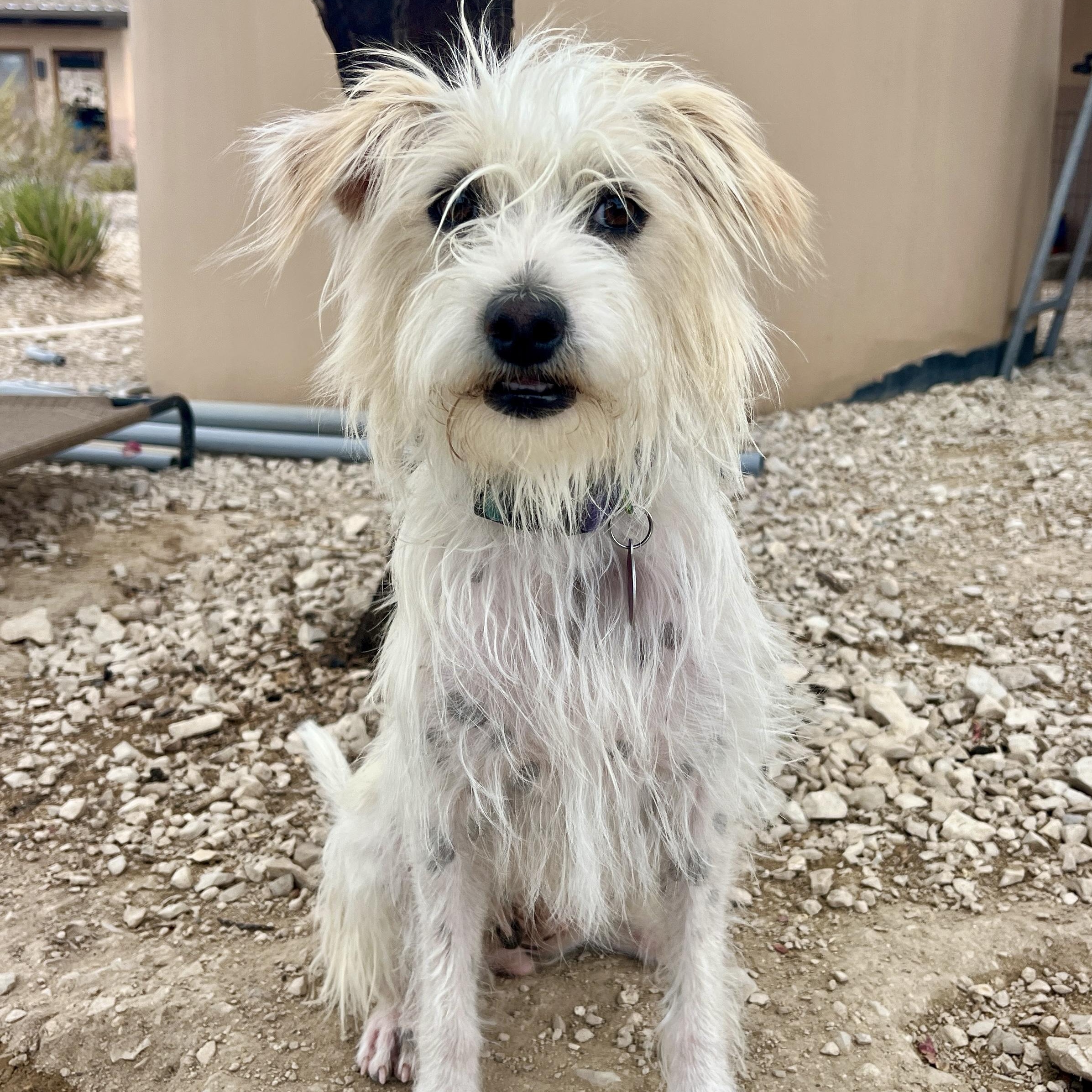 Mitt, ADOPTABLE, Young Female Terrier.