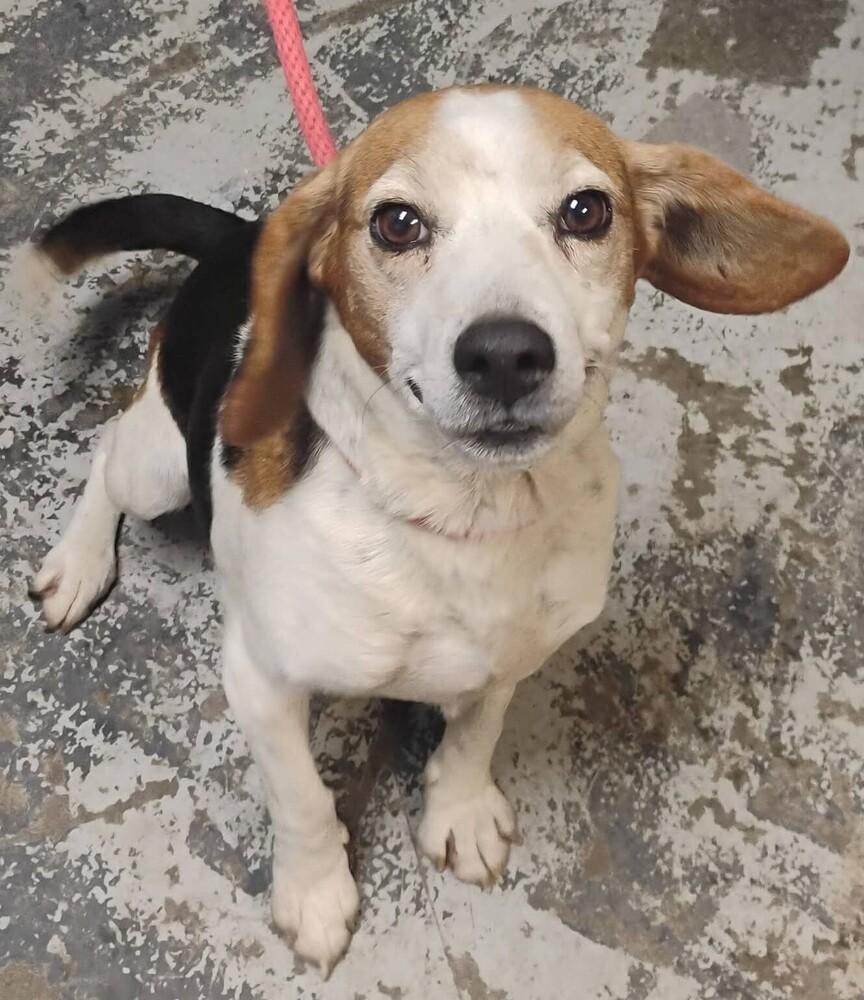Jake #335, Adoptable, Adult Male Beagle.