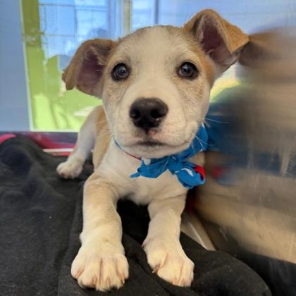 Enlarge Rez, a Adoptable mixed breed in Phoenix, AZ image 1/2