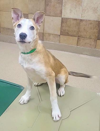 Rez, a Adoptable mixed breed in Phoenix, AZ image 1/3