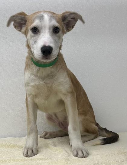 Enlarge Rez, a Adoptable mixed breed in Phoenix, AZ image 2/2