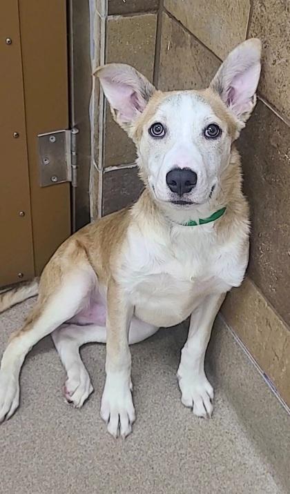Rez, a Adoptable mixed breed in Phoenix, AZ image 3/3