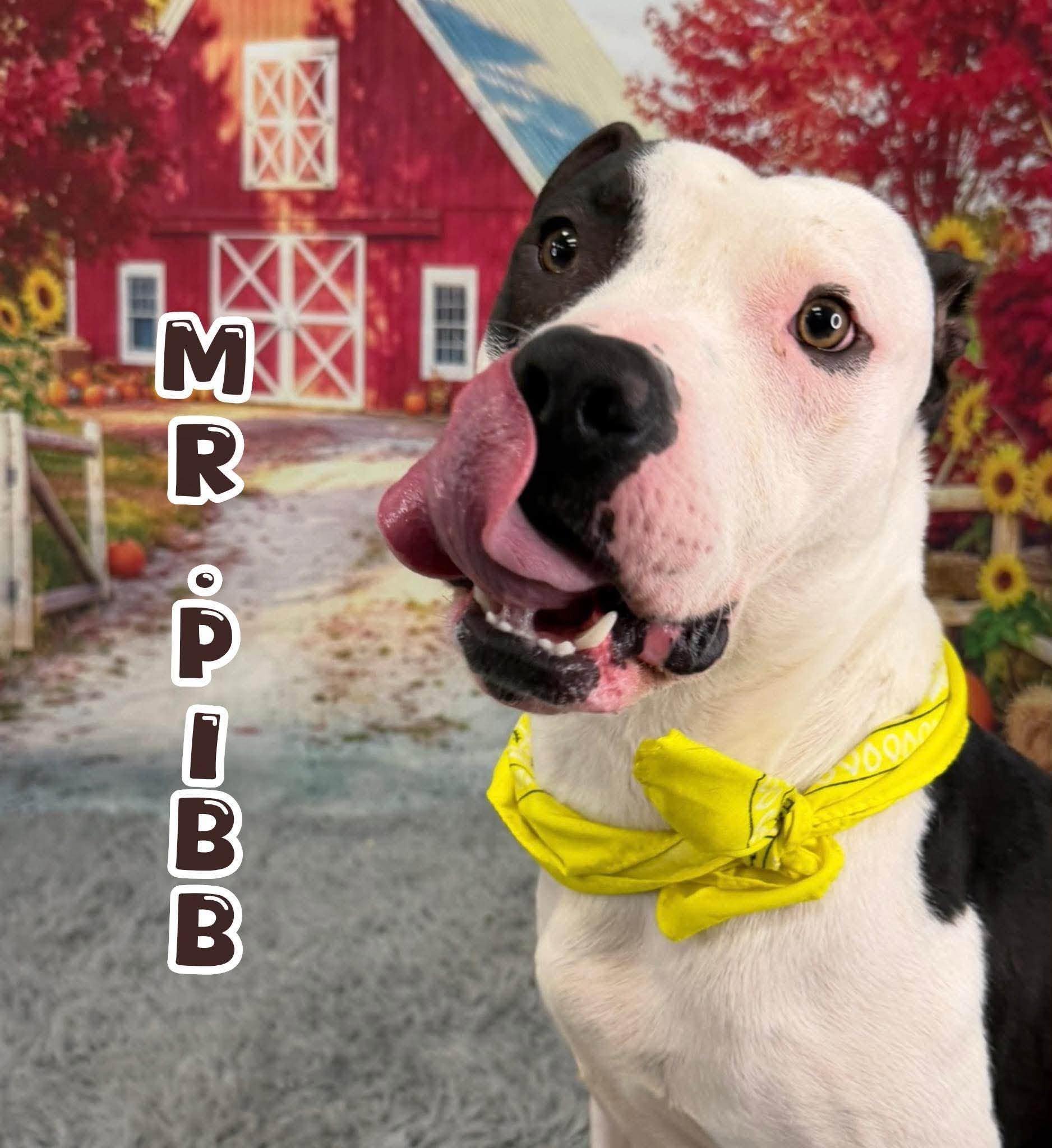 Mr. Pibb, Adoptable, Young Male Mixed Breed.