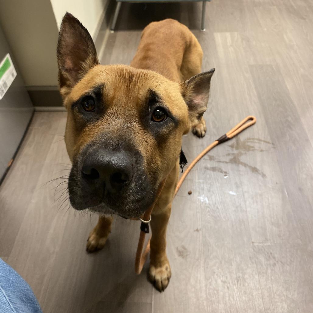 Enlarge Anakin, a Adoptable mixed breed in Lynchburg, VA image 1/1
