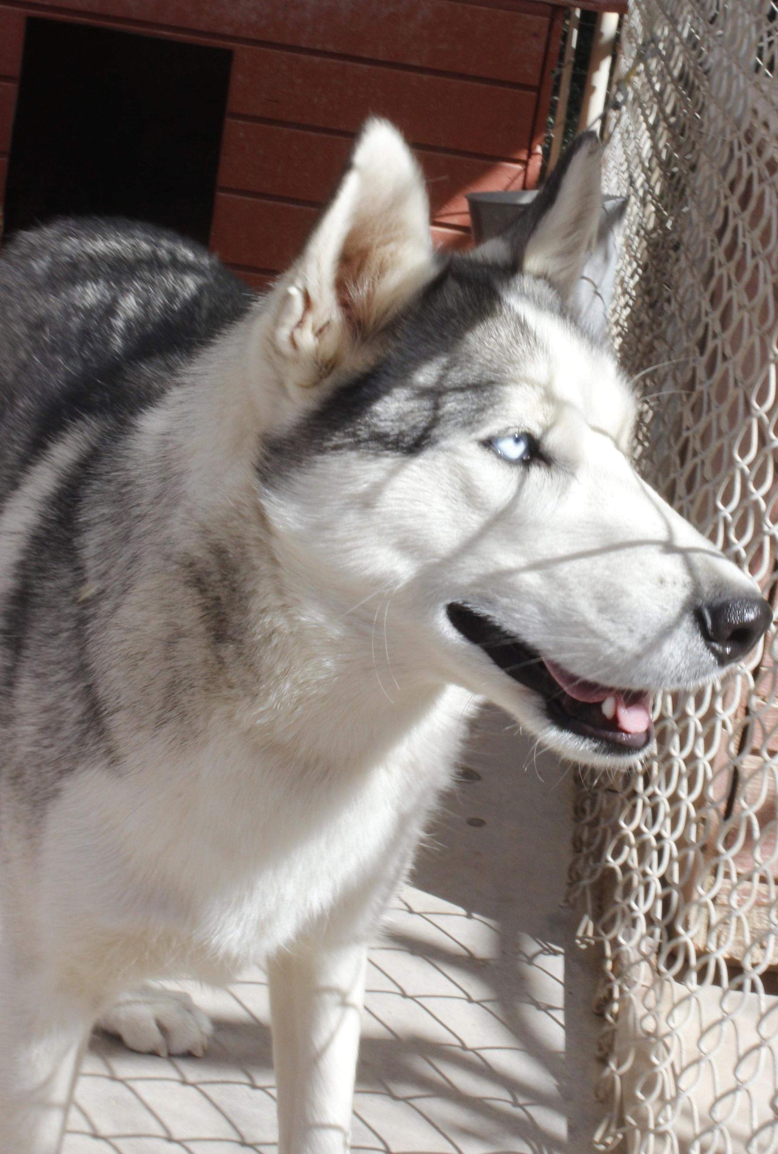 Ranger, a Adoptable Siberian Husky in Cedar Crest, NM image 2/6